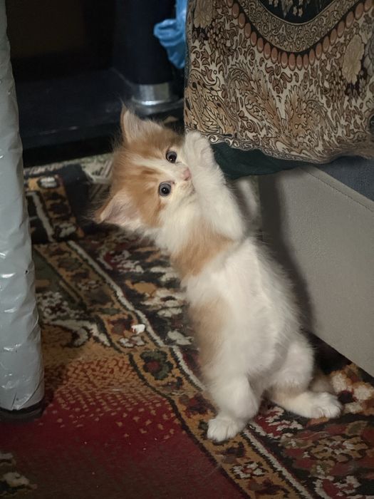 Скоттиш страигхт+турецкий ван