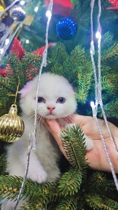 Продаю шиншилу девочка очень милая красивая