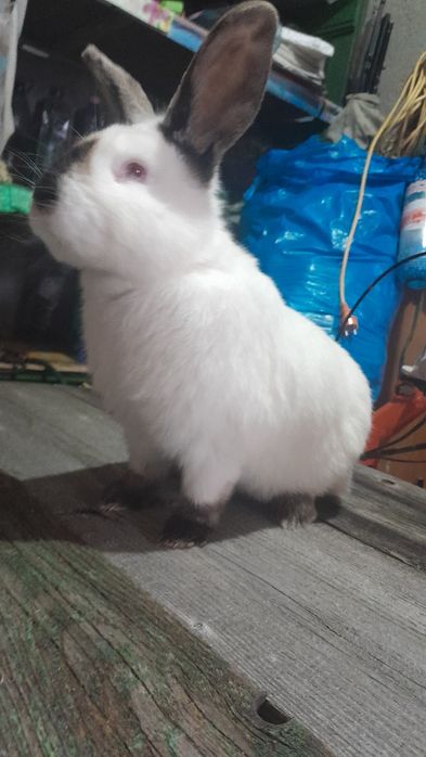 Iepuri de rasa:uriasi german, fluture german, berbec german  și altele