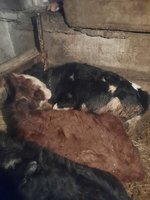 Телята  годовалые