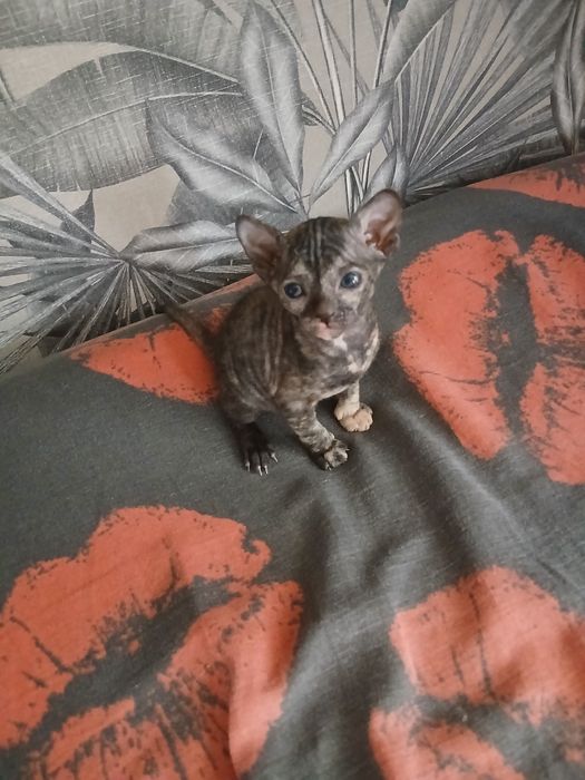 Котята канадский сфинкс