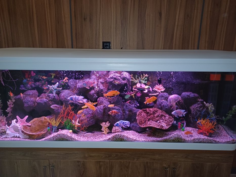 Аквариум:изготовление,обслуживание,дизайн,ремонт..