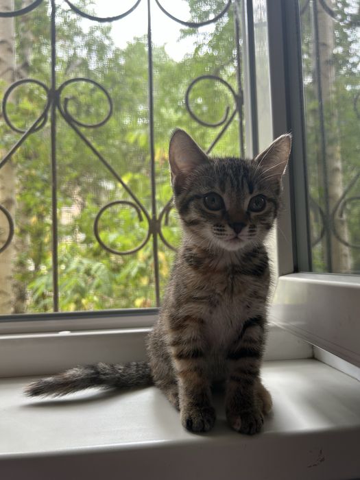 Котенок девочка 2,5 месяца