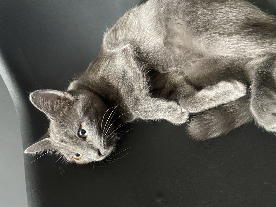Кошка, красивая, хорошая.