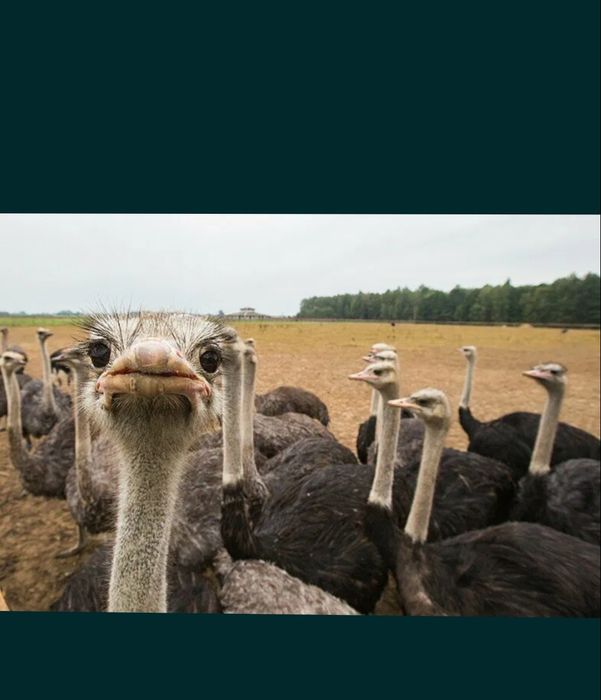 Продается .Взрослые.Африканские .Страус