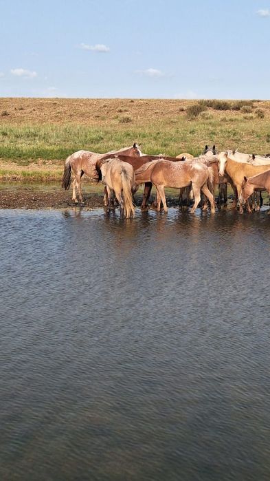 Продаётся табун лошадей