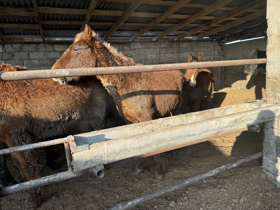 Продам лошадей с откорма . Оптом. 25 голов