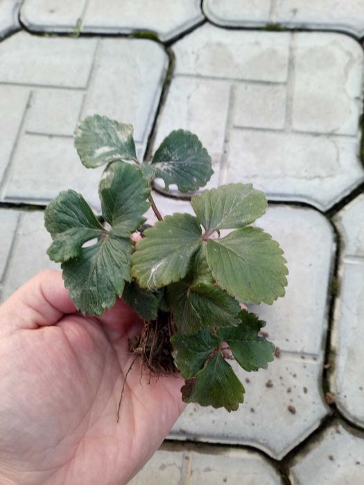 Продам саженцы клубники 2000 сум за шт