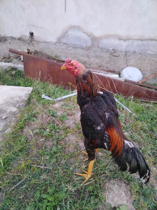 Дакан Жожа Яахши нарса