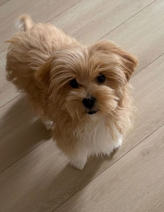 Мальтипу продается 6 месяцев девочка