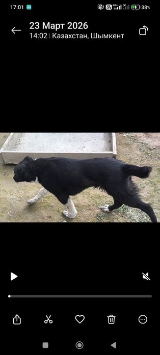 Алабай мощный еркек