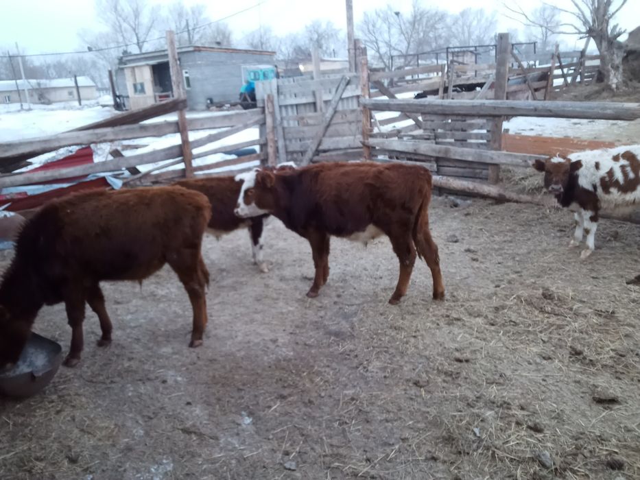 Бузаулар сатамын