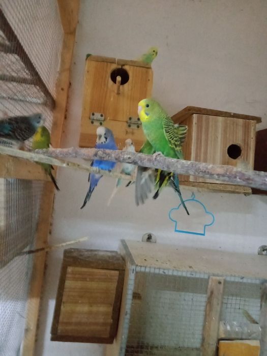 Продаются волнистые попугаи