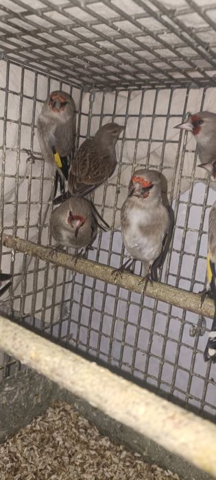 Шеголчалар сотувда