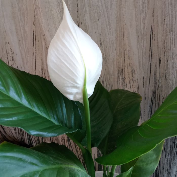 Продам комнатные цветы