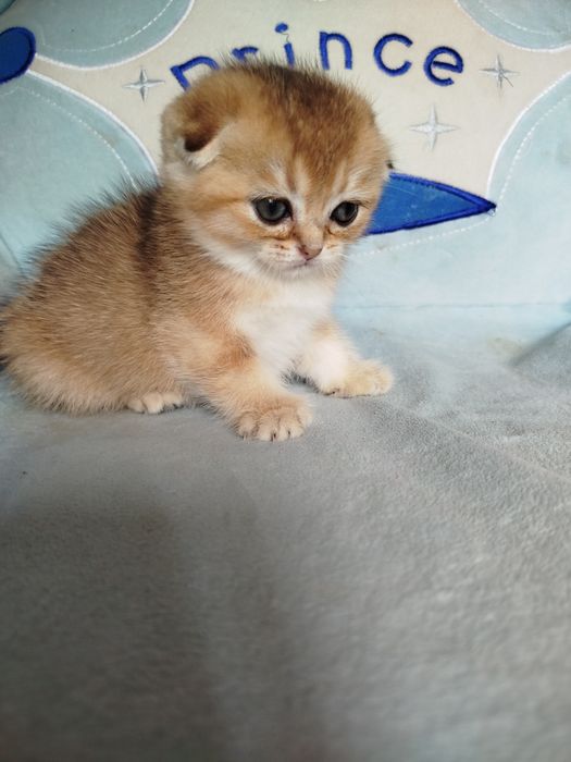Котята золотая шиншилла