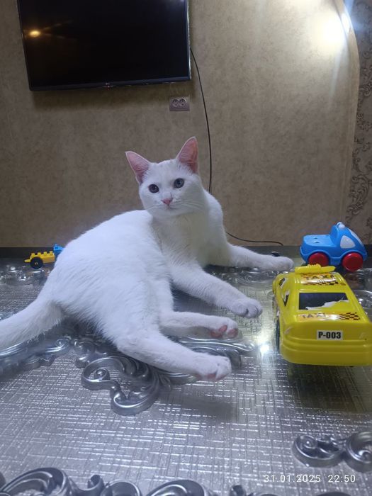 Bir mushukdagi ikkita xorozni onlayn tomosha qiling