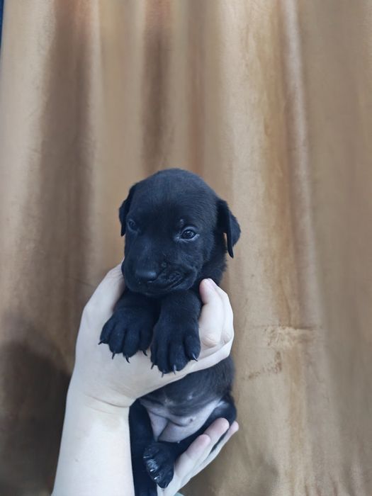 Продам щенков смесь питбуля