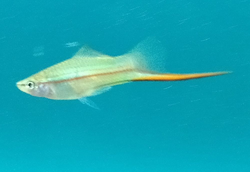Akvarium baliklari