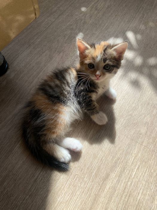 Отдадим Котят в добрые руки