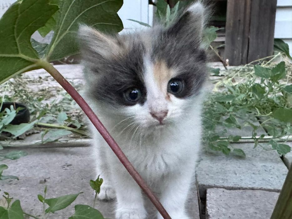 Котята в Хорошие Руки!