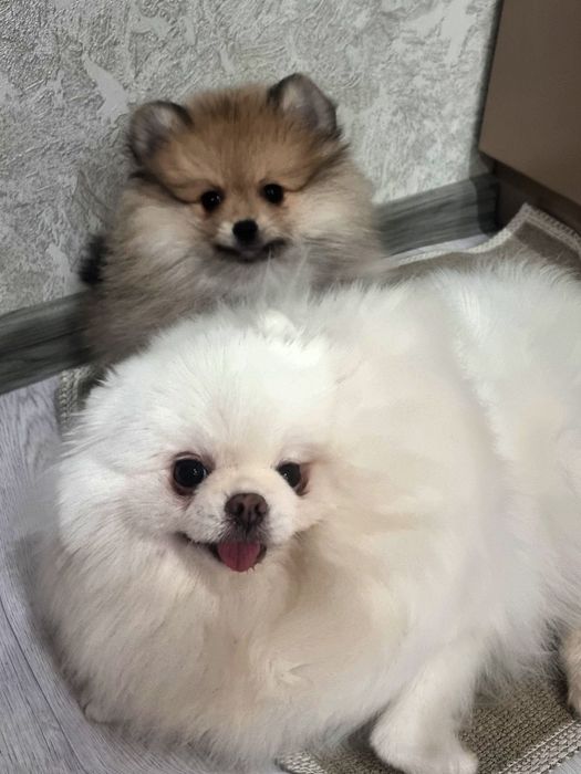 Резерв на щенков померанского шпица