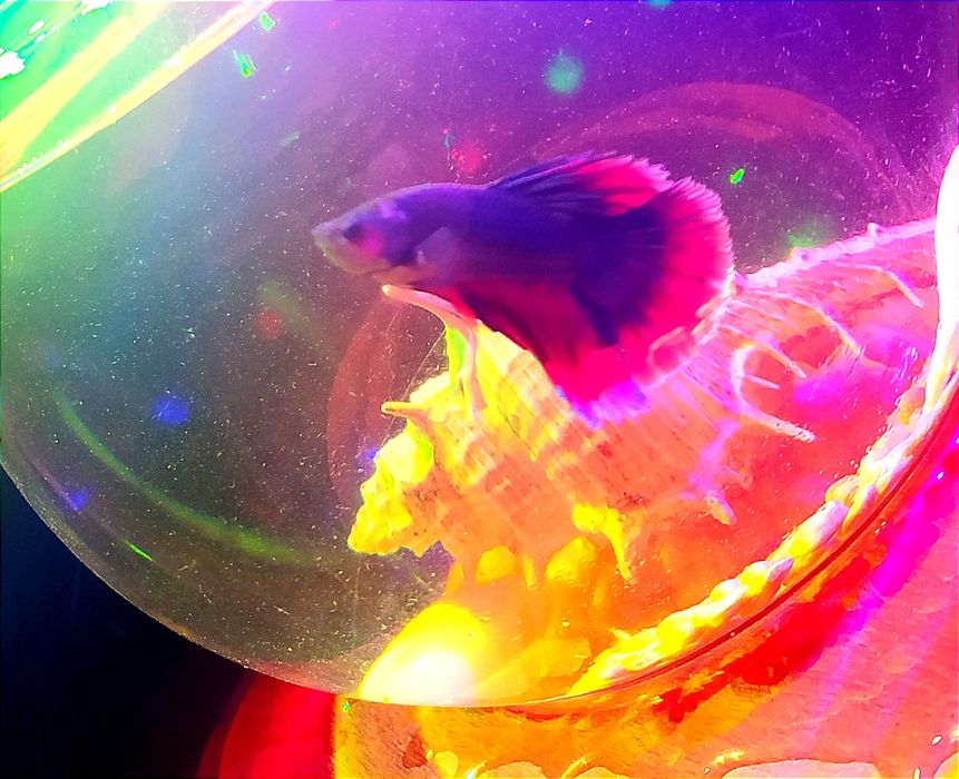 Аквариум и рыбка петушок