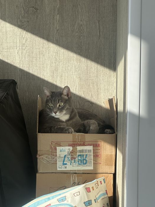 Отдам кота в добрые руки