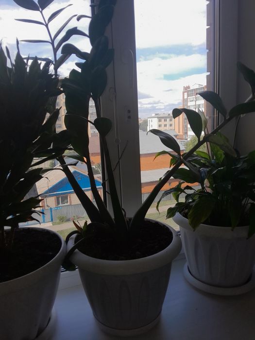 Продам цветы живые