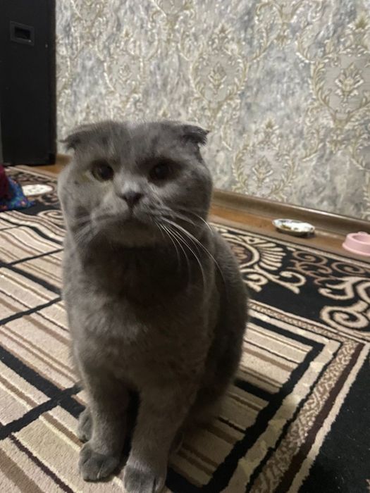 Виязкага мукуш британски