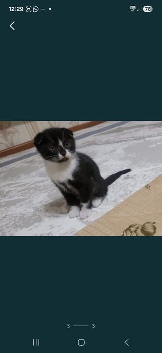Котик Вислоухий шотландец