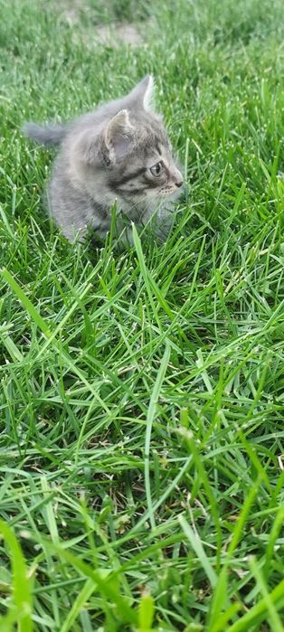 Котёнок мальчик бесплатно