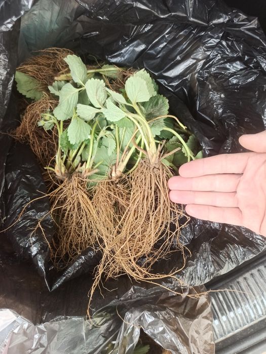 Рассада 50тг клубника Альбион