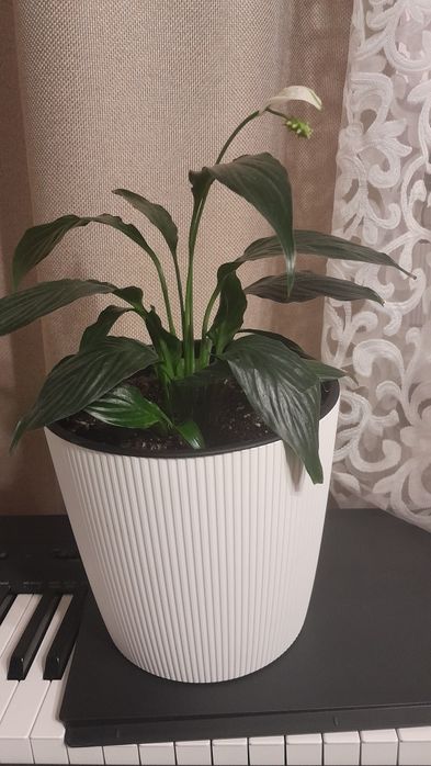 Продам цветок Спатифиллум Блэк