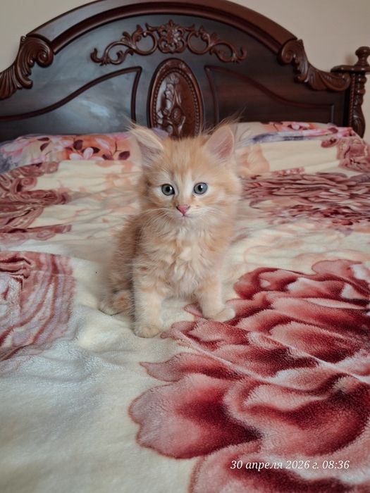 Продам красивых котят