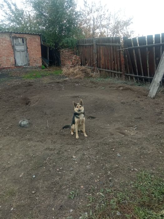 Отдам даром щенка
