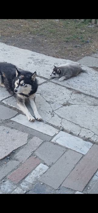 Вязка.Сибирский Хаски. Кобель.