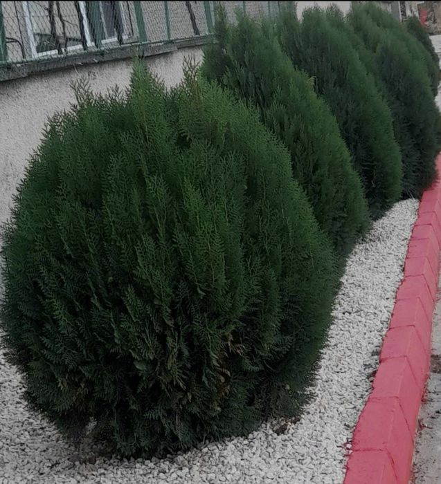 Доставка на бели къмъни(тип чакък)за украса и декорация на градинки