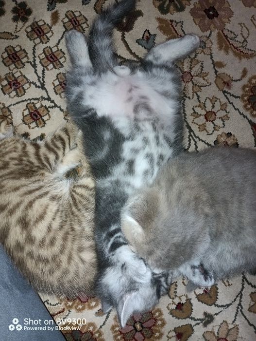 Шотландские милые комочки