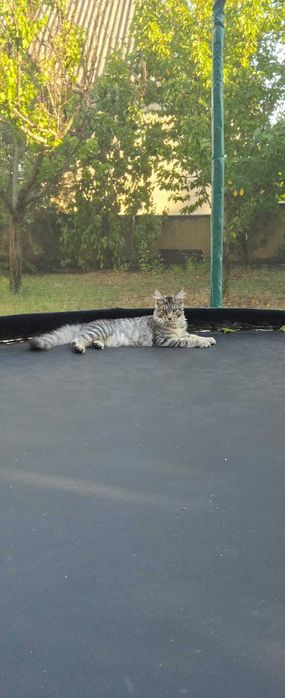 Maine Coon FROST XXL - 1 metru lunhimea! – Ce culoare are acest motan? Răspuns greșit: gri.| www.lynxrunecode.com