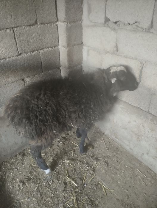 Қошқар семіз бидай,нан мен бордағыланған