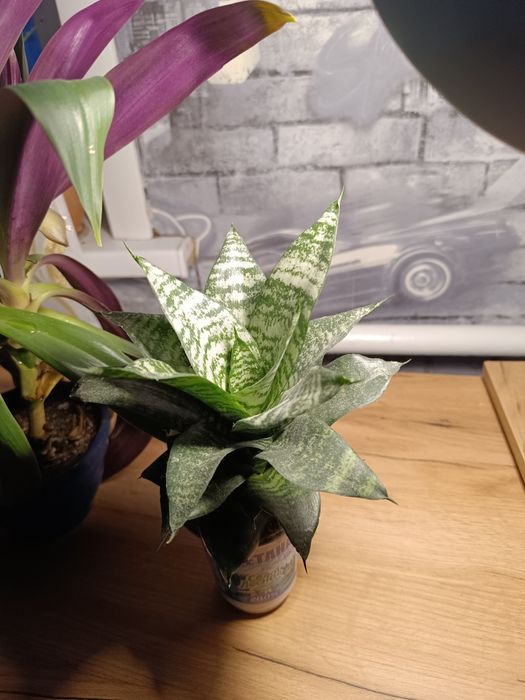 Продаются комнатные цветы