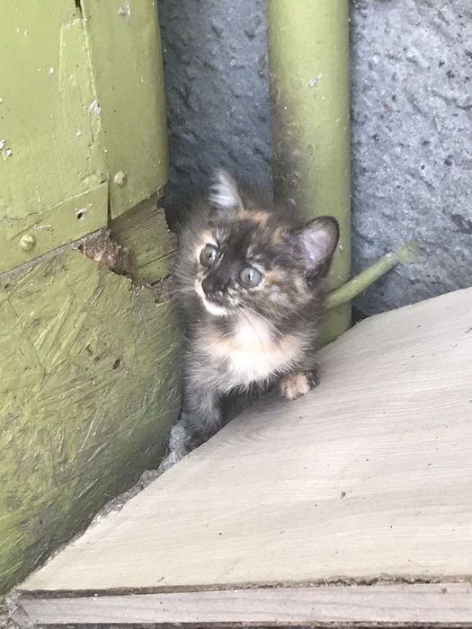Отдам котят БЕСПЛАТНО