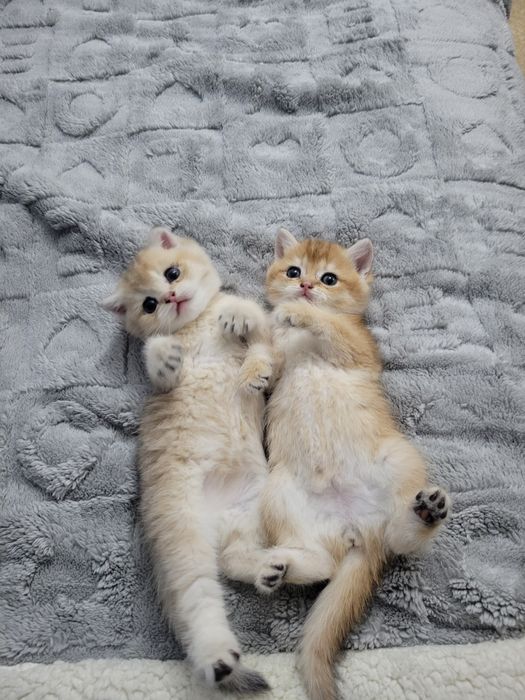 Очаровательные котята породы британская золотая шиншилла