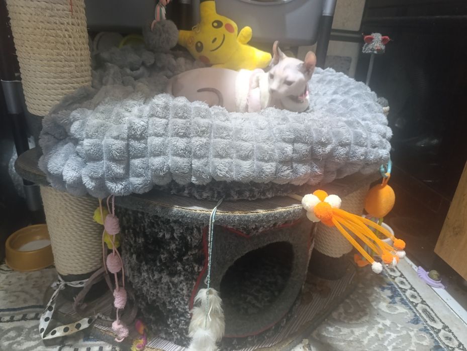 Продается кошка де эльф