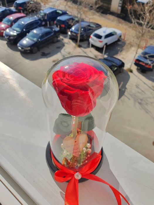 Trandafir rosu criogenat in cupola