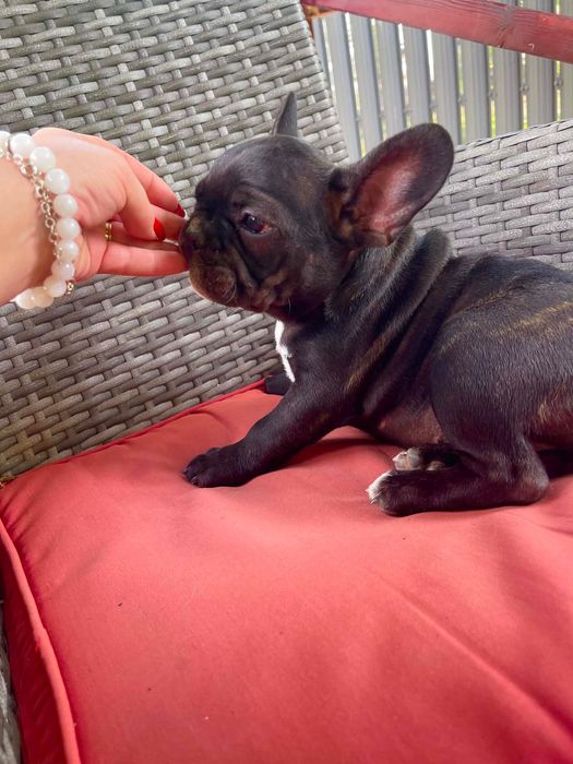 Bulldog francez femelă black brindle