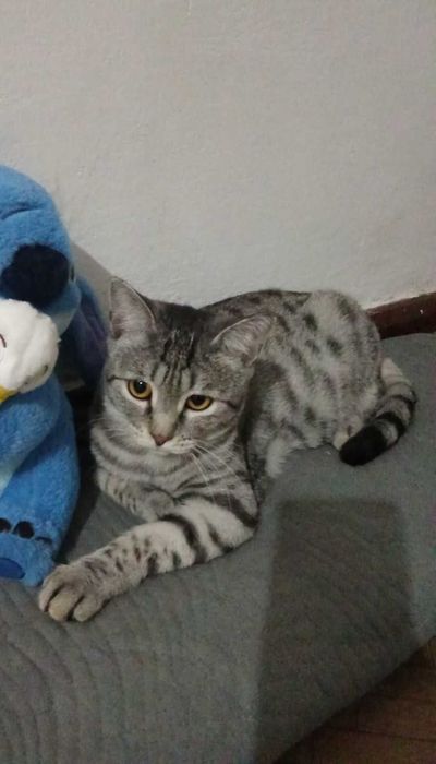 Добрый котик ищет дом