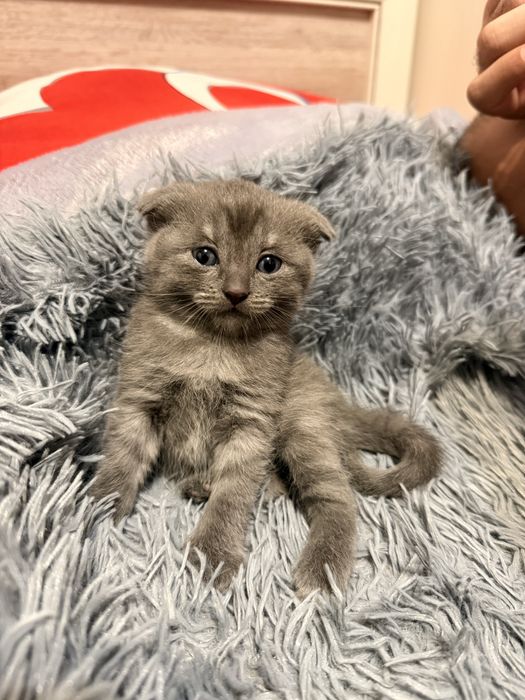 Шотландский вислоухий котенок девочка