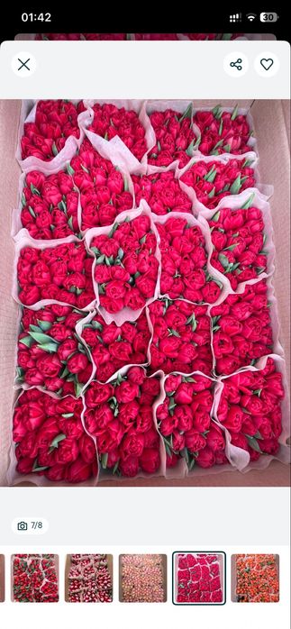 Самые красивые тюльпаны на 8 марта